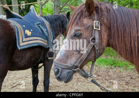 Kavallerie Pferde, Bürgerkrieg Reenactment, Bensalem, USA Stockfoto