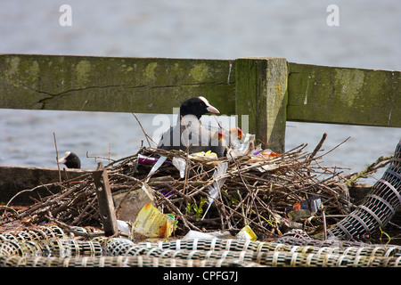 Weibliche Blässhuhn (Fulica Atra) auf der Suche nach das Männchen mit Küken auf Einstreu gestreut Nest. Stockfoto