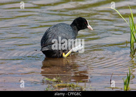 Blässhuhn (Fulica Atra) putzen, während ein Auge auf sein Territorium. Sie sind während der Brut aggressiv territorial. Stockfoto