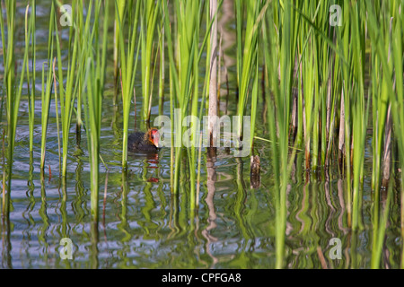 Blässhuhn (Fulica Atra) Squab, jenseits der Ränder der Zungen zu erforschen. Stockfoto