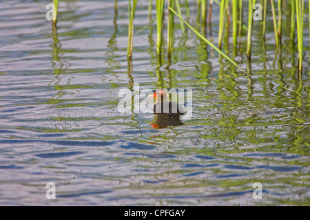 Blässhuhn (Fulica Atra) Squab, jenseits der Ränder der Zungen zu erforschen. Stockfoto