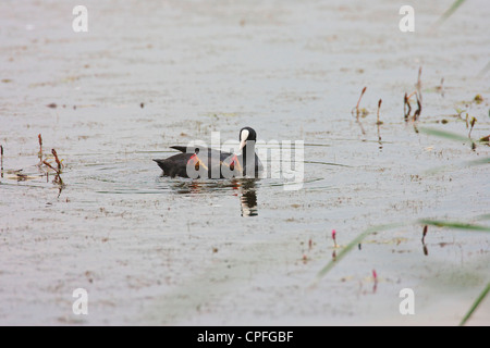 Blässhuhn (Fulica Atra) Jungtauben nur wenige Tage alt von gefüttert Elternteil. Stockfoto