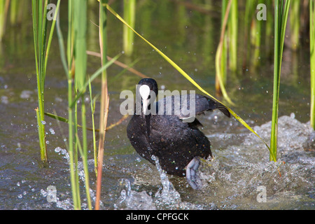 Männliche Blässhuhn (Fulica Atra) Stempeln Wasser in Warnung an Gegner oder Eindringlinge vor einen Angriff. Stockfoto