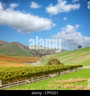 Weiten Blick auf herbstlichen Weinberg in der berühmten Marlborough Weinanbaugebiet, auf der Südinsel Neuseelands. Stockfoto