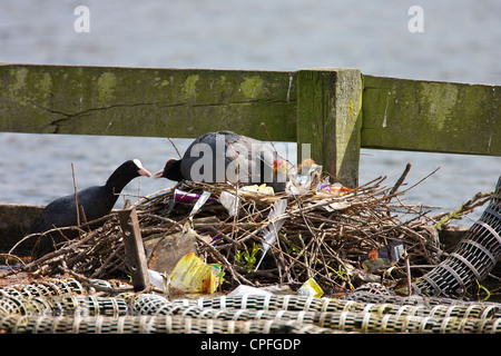 Männliche Blässhuhn (Fulica Atra) Wurf verstreut Nest Essen zu weiblichen Küken oder Jungtauben weitergeben. Stockfoto