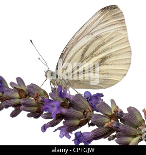 Grün-Veined White Butterfly, Pieris Napi, auf Blume vor weißem Hintergrund Stockfoto