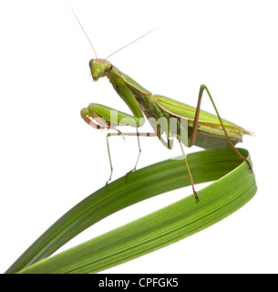 Weibliche Europäische Gottesanbeterin oder Gottesanbeterin, Mantis Religiosa, auf dem Rasen vor weißem Hintergrund Stockfoto