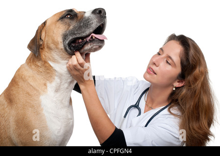 Tierarzt untersucht ein Mischlingshund vor weißem Hintergrund Stockfoto