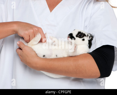 Tierarzt untersucht ein Dalmatiner Kaninchen vor weißem Hintergrund Stockfoto