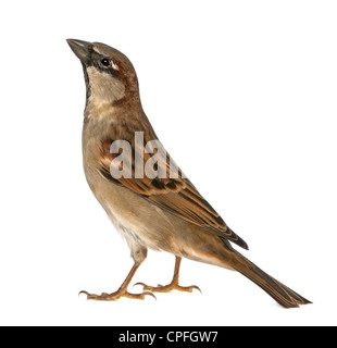 Männlicher Haussperling, Passer Domesticus, 5 Monate alt, vor weißem Hintergrund Stockfoto