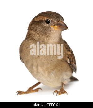 Weiblicher Haussperling, Passer Domesticus, 5 Monate alt, vor weißem Hintergrund Stockfoto