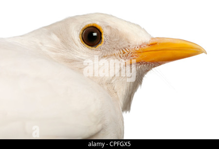 Weiße Amsel, Turdus Merula, vor weißem Hintergrund Stockfoto