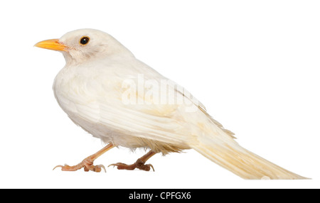 Weiße Amsel, Turdus Merula, vor weißem Hintergrund Stockfoto