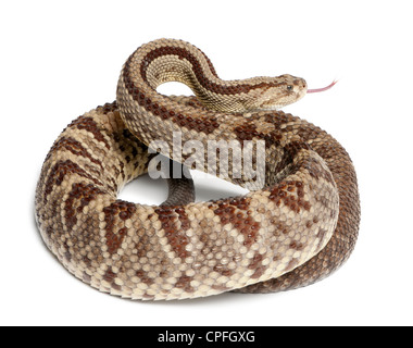 Südamerikanische Klapperschlange, Crotalus Durissus, vor weißem Hintergrund Stockfoto