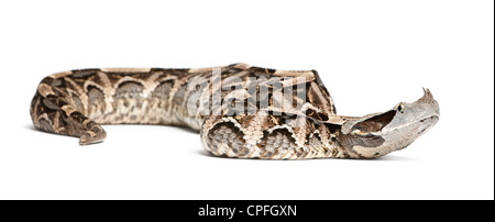 Gabun Viper Bitis Gabonica, vor weißem Hintergrund Stockfoto