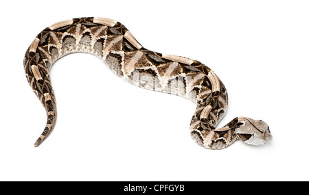 Gabun Viper Bitis Gabonica, vor weißem Hintergrund Stockfoto