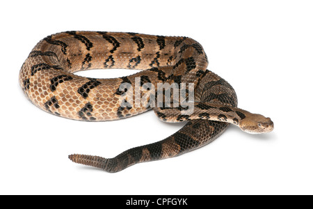 Holz-Klapperschlange, Crotalus Horridus Atricaudatus vor weißem Hintergrund Stockfoto