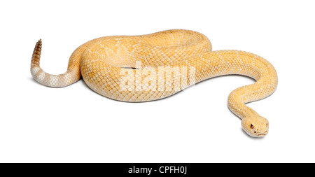 Albino Western Diamondback Klapperschlange, Crotalus Atrox, aufgewickelt auf weißen Hintergrund Stockfoto
