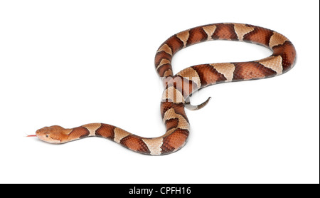 Copperhead Schlange oder Highland Mokassin, Agkistrodon Contortrix, vor weißem Hintergrund Stockfoto