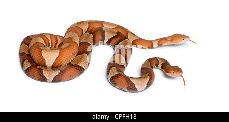 Männliche und weibliche Copperhead Schlangen oder Highland Mokassins, Agkistrodon Contortrix, vor weißem Hintergrund Stockfoto