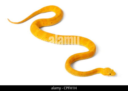 Gelbe Eyelash Viper, Bothriechis Schlegelii, vor weißem Hintergrund Stockfoto