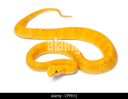 Gelbe Eyelash Viper, Bothriechis Schlegelii, vor weißem Hintergrund Stockfoto