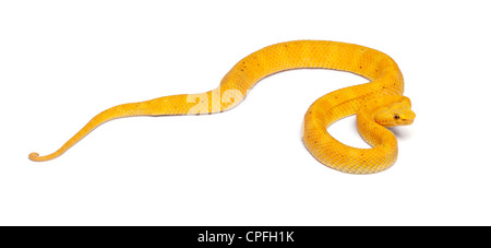 Gelbe Eyelash Viper, Bothriechis Schlegelii, vor weißem Hintergrund Stockfoto