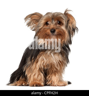 Yorkshire Terrier, 8 Monate alt, sitzt vor weißem Hintergrund Stockfoto