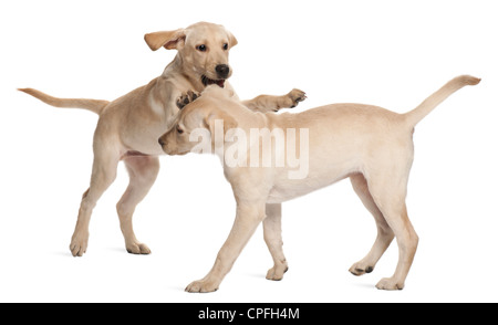 Zwei Labrador Retriever, 4 Monate alt, spielen vor weißem Hintergrund Stockfoto