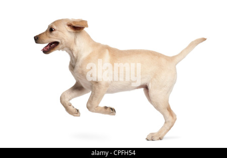 Labrador Retriever, 4 Monate alt, springen vor weißem Hintergrund Stockfoto