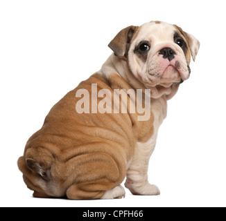 Englische Bulldogge Welpen, 2 Monate alt, sitzt vor weißem Hintergrund Stockfoto