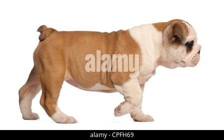 Englische Bulldogge Welpen, 2 Monate alt, zu Fuß vor weißem Hintergrund Stockfoto