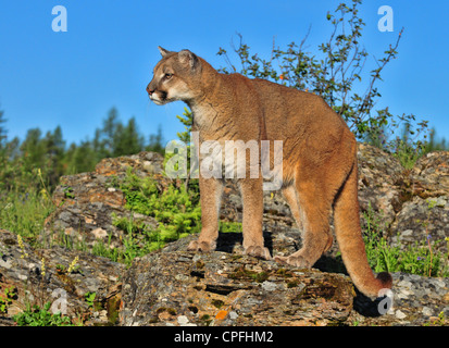 Puma, Cougar auf Felsvorsprung (Puma Concolor) Stockfoto