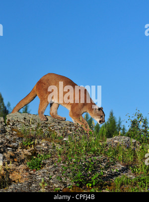 Puma, Cougar auf Felsvorsprung (Puma Concolor) Stockfoto