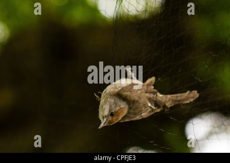 Weibliche Mönchsgrasmücke. Vögel sind gefangen in einem Nebel net ohne geschädigt und anschließend untersucht und beringt, bevor er freigelassen. Stockfoto