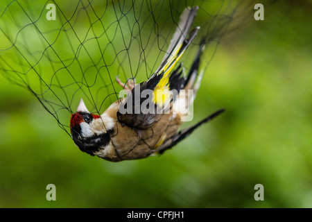 Stieglitz im Nebel net als Teil des Prozesses klingeln. Während das Klingeln Verfahren wird ein Vogel gemessen, geschlechtlich, im Alter von und gewogen. Stockfoto