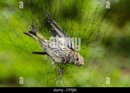 Erlenzeisig im Nebel net als Teil des Prozesses klingeln. Während das Klingeln Verfahren wird ein Vogel gemessen, geschlechtlich, im Alter von und gewogen. Stockfoto