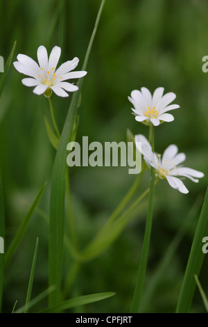 Große Stitchwort (Stellaria Holostea) in Blüte, England, UK Stockfoto