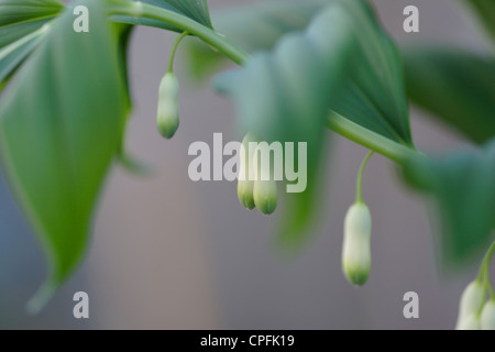 Gemeinsamen Salomonssiegel (Polygonatum Multiflorum) Blumen, England, UK Stockfoto