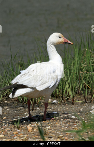 Schneegans, Chen Caerulescens. Edwin B. Forsythe National Wildlife Refuge, Oceanville, New Jersey, USA Stockfoto