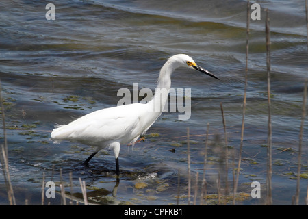 A Snowy Egret , Egretta thula, hunting for food. Edwin B. Forsythe National Wildlife Refuge, Oceanville, NJ, USA Stockfoto