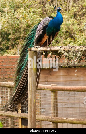 Männlicher Pfau stehend auf einem Zaun Stockfoto