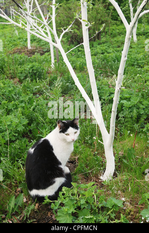 schwarze und weiße Katze im Garten im Frühjahr unter dem Baum Stockfoto