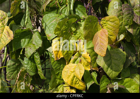 Hülsenfrucht schwarzen Läufer Gartenbohne verlässt Anlage Stockfoto