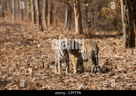 Pandharponi Tigerin kuschelte ihr junges im Wald von Tadoba, Indien. (Panthera Tigris) Stockfoto