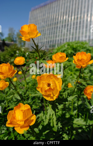 Botanischer Garten der Universität Tartu Trollblume Altaicus in den Vordergrund, Estland Europa EU Stockfoto