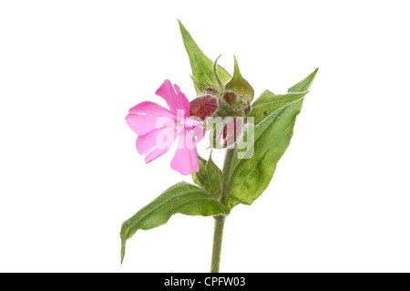 Wilde Blume rosa Campion, Knospen und Blätter isoliert gegen weiß Stockfoto