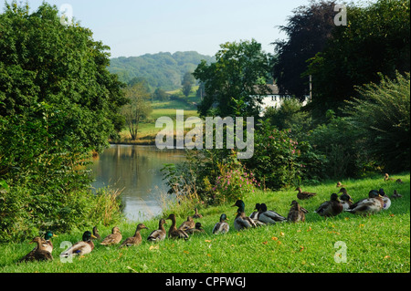 Enten durch den Fluss Ribble Sawley Ribble Valley Lancashire England Stockfoto