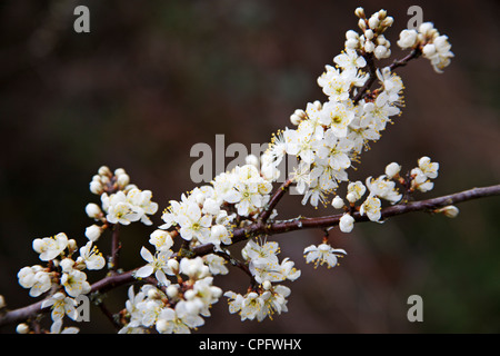 Endrin in Blüte. Prunus spinosa, Brockthorn oder Schlehe Stockfoto