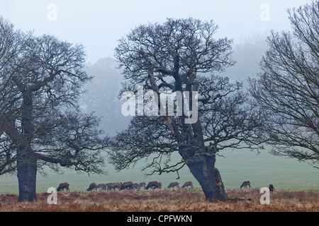 England, London, Surrey, Richmond Park, Rehe in der Dämmerung Stockfoto